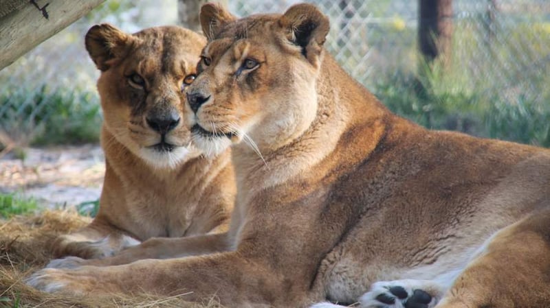 Rescued from a Failing Zoo, Two Lionesses Celebrate FirstYear at new South African ‘forever home’