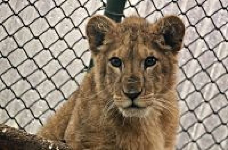 Born Free launches appeal to re-home King the lion cub to South African sanctuary