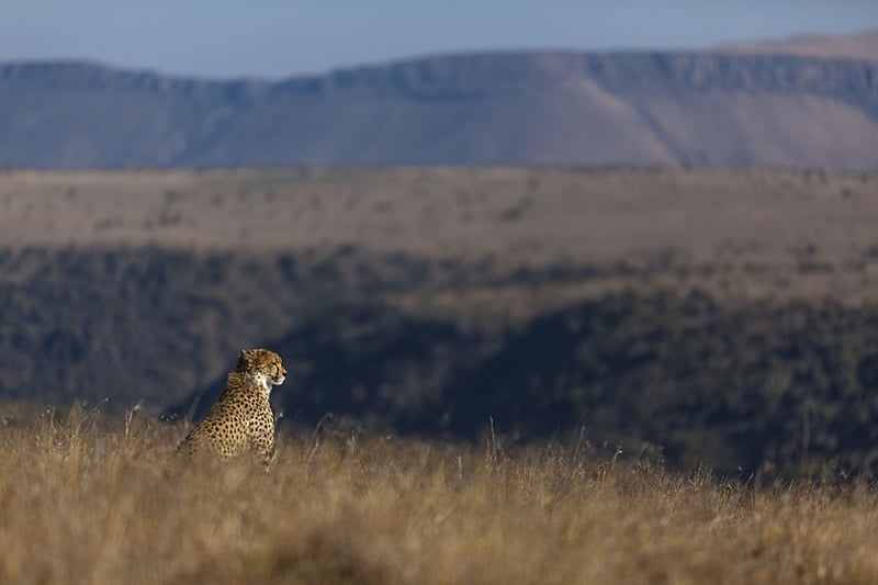 Award-Winning Introduces a Lifetime Photographic  Safari Experience