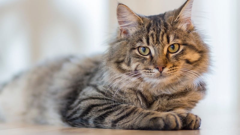 Flexcare - The Best Supplement for Your Cat's Joint Health