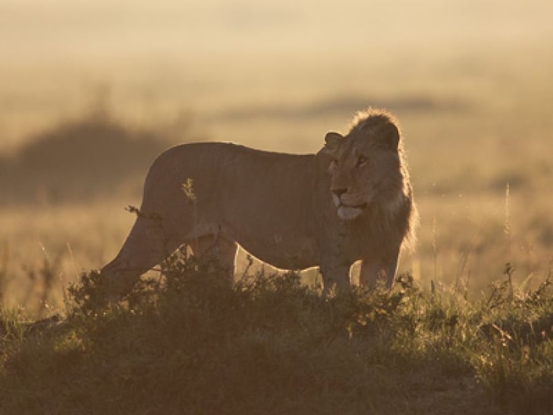 PEOPLE POWER IN ACTION -  Local community pressure in Zambia brings a halt to wild animal captures