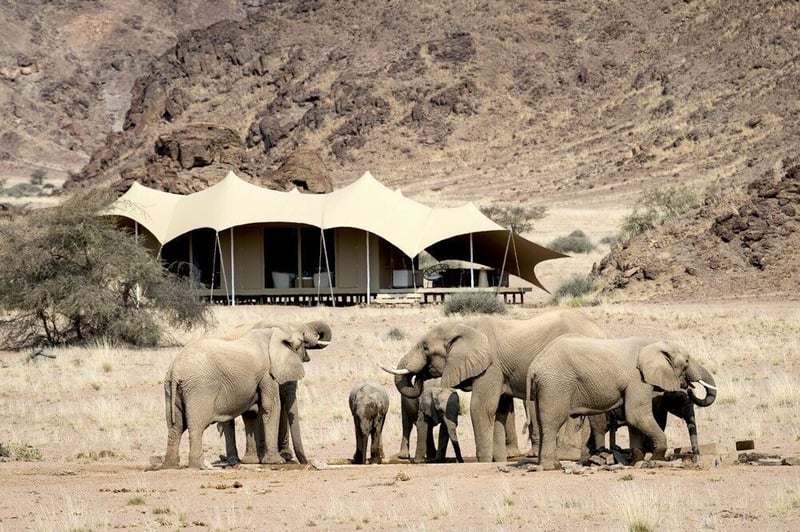 Celebrating Wildlife