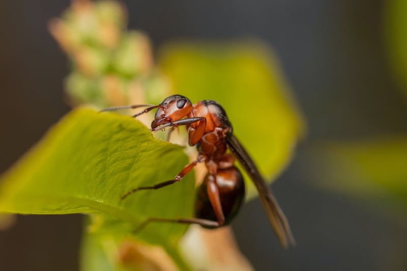 Protect Your Property - Eco Smart Pest Control Shares Expert Tips on Identifying Termites Early