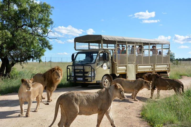 The Lion & Safari Park Is The Ultimate Family Day Out - Right On Joburg’s Doorstep