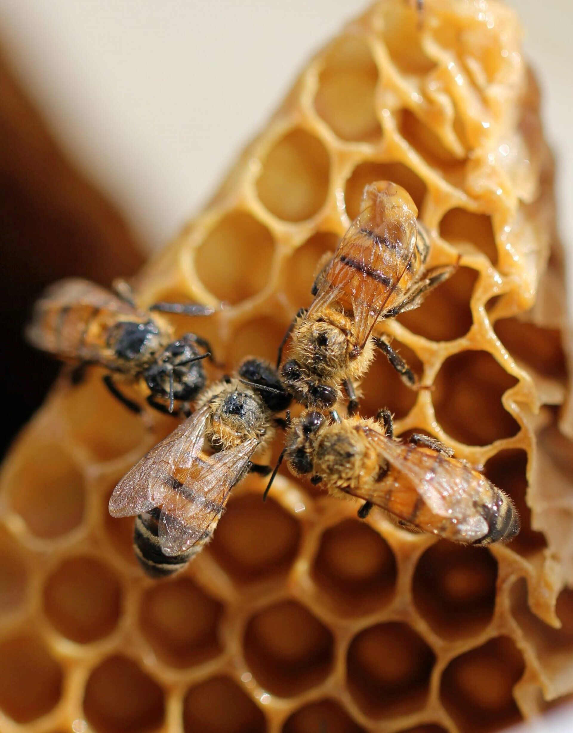 BEE curious when you go to the Midlands! - MyPressportal - Free Press ...
