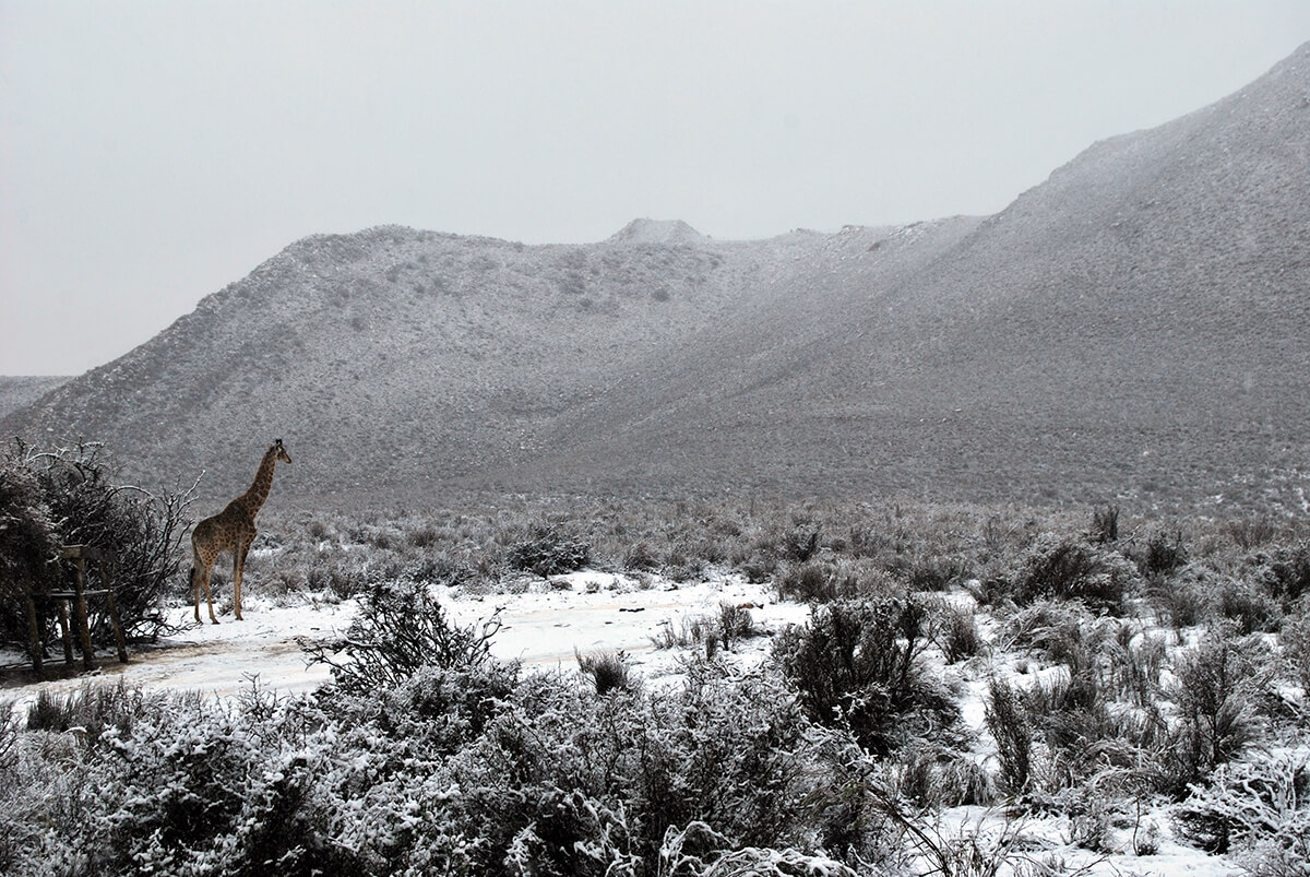 Giraffe 2 (snow).jpg