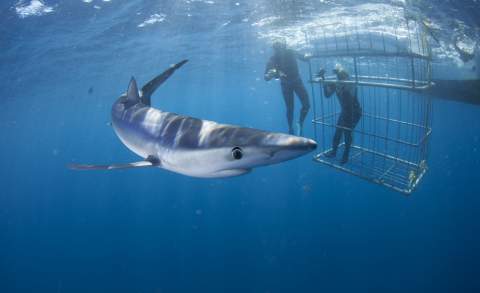 Shark Cage Diving South Africa | Apex Shark Expiditions