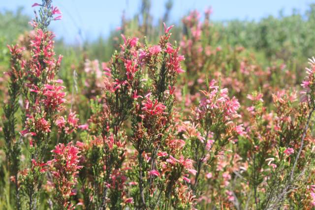 Critically endangered Sand Fynbos on the Brenton-on-Lake hills are in full flower on land that is now completely free of invasive alien plants. The land is managed by private landowners in collaboration with SCLI and with the support of the Table Mountain Fund (TMF).