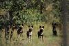 Waterberg Wild Dog Pack safely relocated to Lapalala Wilderness Reserve