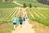 Celebrate the beauty of Cape Town at the Falke Harvest Trail Run at L’Avenir Wine Estate