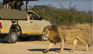 On safaris in the Kruger National Park