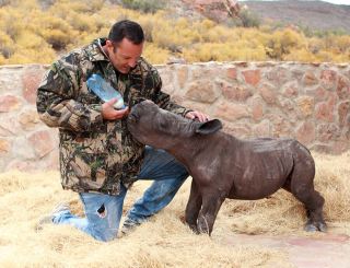 SA&#039;s Most Recent Rhino Poaching Incident