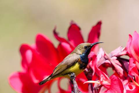 A sunbird chilling in your garden!