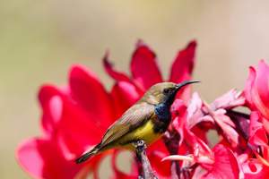 A sunbird chilling in your garden!