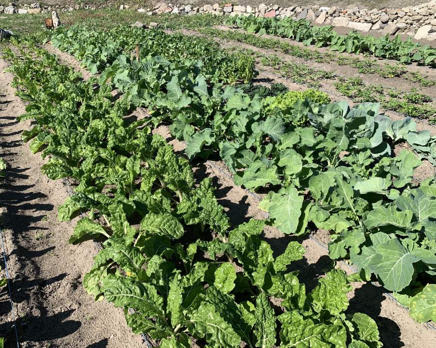 The first crops are about to be harvested at Bellville&#039;s first urban food garden at the MES Safe Space