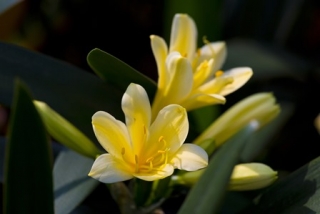 2016 Clivia Show will captivate with vivid blooms on display at GardenShop FloraFarm