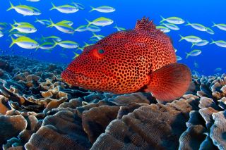 a Coral Rockcod swimming amongst a family of fusiliers. 