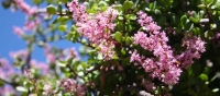 Flowering Spekboom