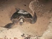 Conservation Triumph as Green Turtle returns to Nest At Thanda Island