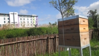 Urban beehive in the wetlands of Hotel Verde