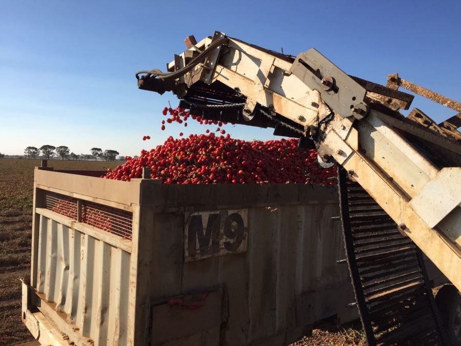 Six RFU63x units from SICK helped KAGOME increase production by one                   additional load per truck per shift – an approximate increase of 42 tons of                    tomatoes per truck per day amounting to an additional 504 tons of tomatoes each                   day.