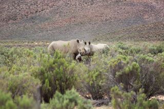 Utter Surprise as Aquila Welcome yet another Rhino Calf