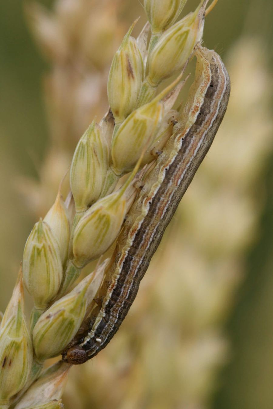 Fall Armyworm Pest Spreads To Soya Beans