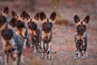 Unique conservation opportunity with Tintswalo Lapalala to help collar the Wild Dogs of the Waterburg