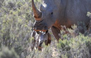 Aquila Private Game Reserve announces the birth of yet another white rhino calf in the Western Cape