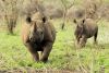 RHINO TRACKING WITH THE SPECIALISTS AT THANDA SAFARI