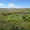 Cattle Grazing on healthy, natural grass at Boomplaats