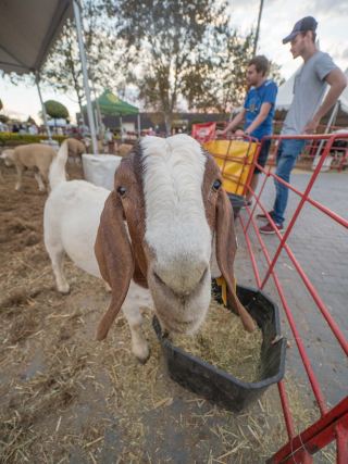 ENTERTAINMENT OVERLOAD AT THE 2019 RAND SHOW