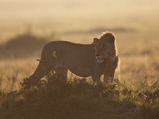 PEOPLE POWER IN ACTION -  Local community pressure in Zambia brings a halt to wild animal captures