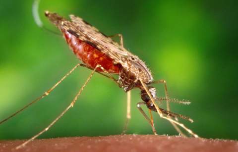 Malaria eradication by 2025 an achievable goal