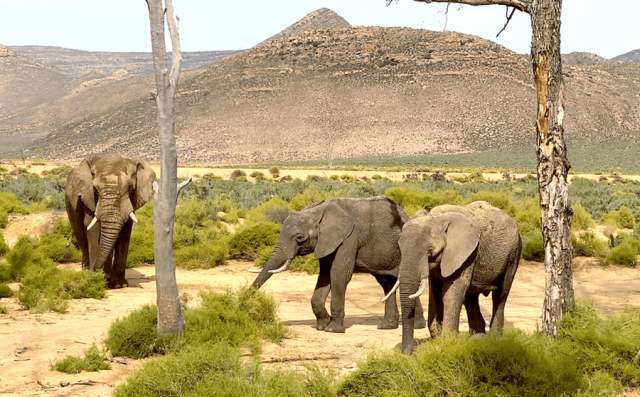 Aquila Private Game Reserve Welcomes Two New Elephants to its fold