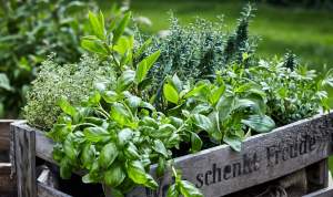 HERBS FOR HOME!