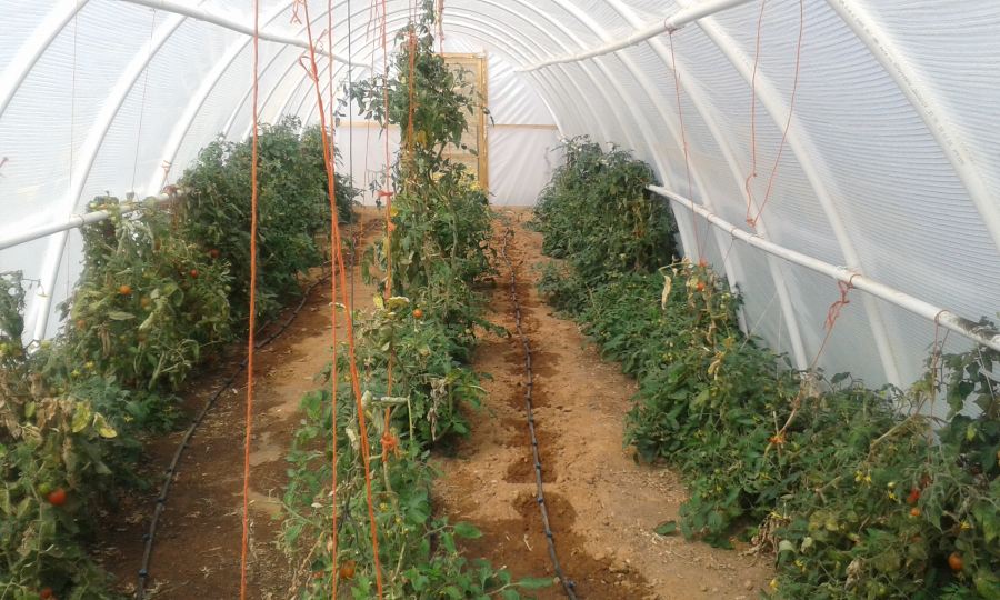 Emerging farmers in Macassar use tunnels to grow vegetables. 