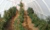 Emerging farmers in Macassar use tunnels to grow vegetables. 