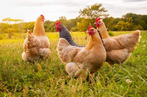 Chicken industry lists the harm done by dumping