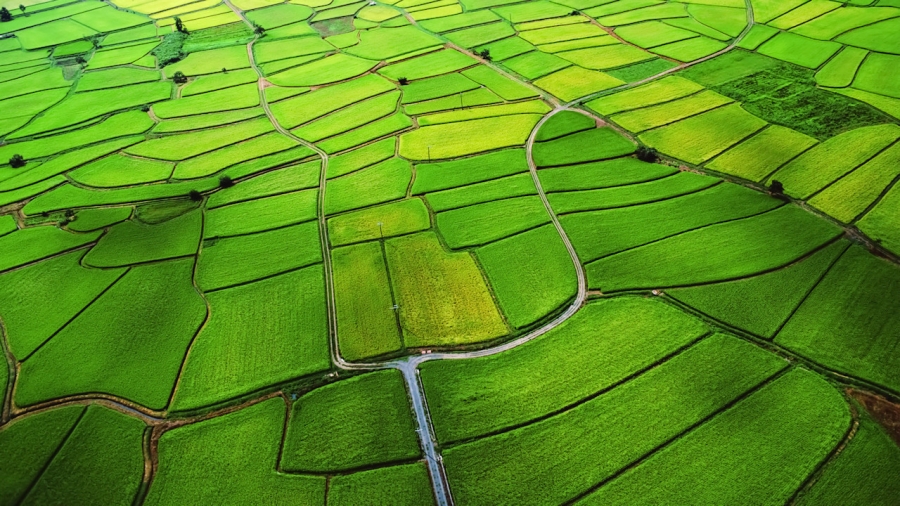 Rice Fields Wallpaper