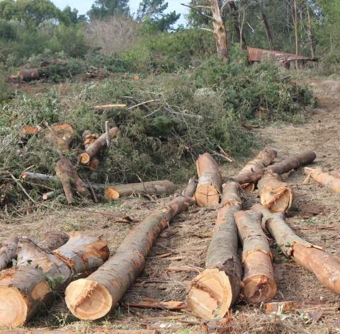 In agreement with the relevant authorities, landowners bordering some of the servitudes in the Kaaimans and Touw River areas of the Garden Route are taking responsibility for clearing the land with the assistance of local contractors. 